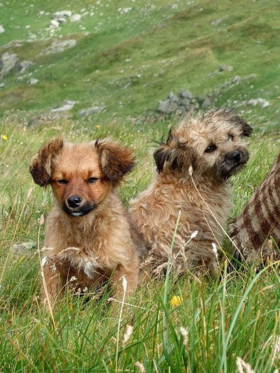 Schäferhunde - Paul Hemmerth