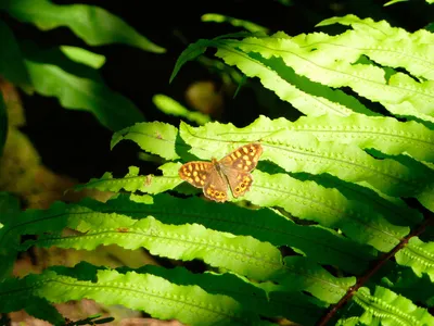 Schmetterling auf Farn - Lena Bohndorf