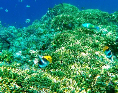 Schnorcheln auf Menjangan Island - A. Kirsten