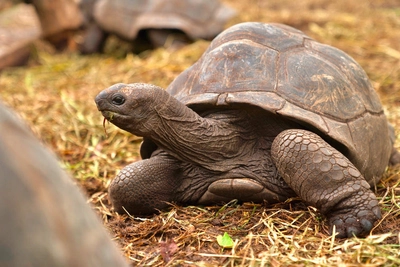 Seychellen-Riesenschildkröte - Alina Kirsten