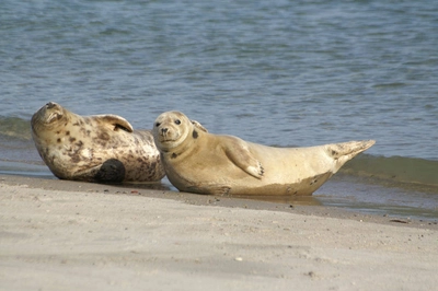 Seehunde und Kegelrobben - Tanja Weinekötter - © www.nordseetourismus.de