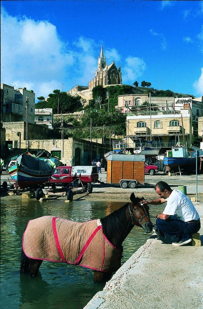 Seepferdchen in Mgarr - Harald Mielke