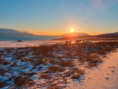 Sonnenuntergang mit Islandpferden - Christiane Landwehr