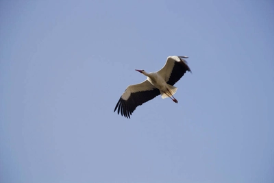 Storch im Elsass - Carmen Rameil