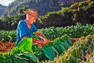 Tabakplantage im Viñales-Tal - Ingo Bartussek / Adobe.com - © Ingo Bartussek / Adobe.com