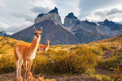 Torres del Paine - Galyna Andrushko - © Galyna Andrushko / Adobe.com