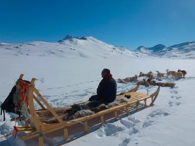 Unser grönländischer Musher mit seinen Hunden - Anna Joswig