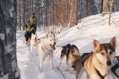 Unterwegs mit den Huskys - - © Granö Beckasin