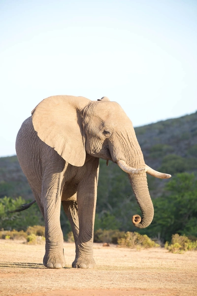 Südafrika Elefant