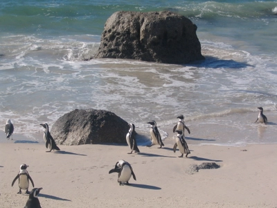 Südafrika Pinguin