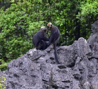 Cat-Ba-Nationalpark: Auf Pirsch nach seltenen Primaten