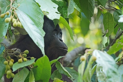 Orang-Utan in Malaysia