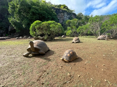 Schildkröten im Francois-Leguat-Reservat auf Rodrigues