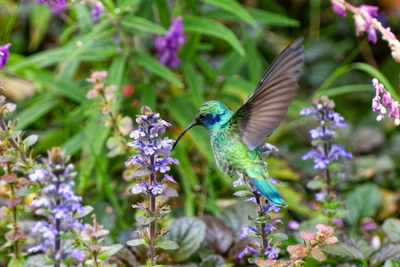 Farbenfroher Kolibri in farbenfroher Umgebung
