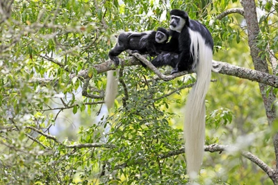 Colobusaffen im Arusha Nationalpark