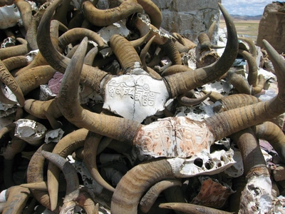 Yak-Hörner am Kailash