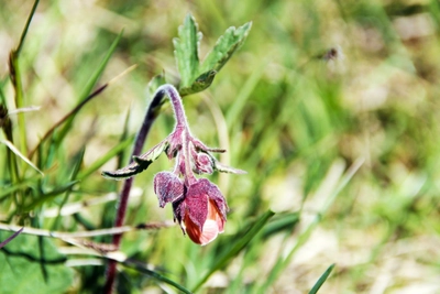 Filigrane Flora