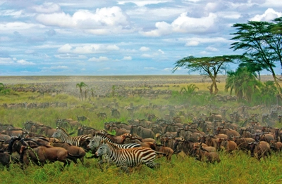 Zebras und Gnus in der Savanne