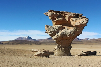Steinbaum Arbol de Piedra