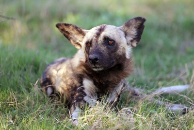 Einmalige Aufnahme: Wildhund beim Entspannen