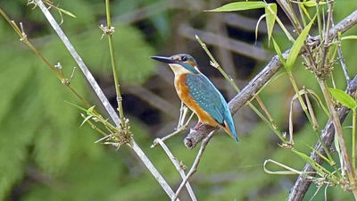 Eisvogell (Alcedo atthis)