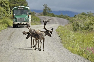 „Safari“ im Denali-Nationalpark