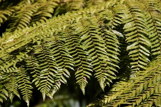 Thames – Waitomo – Glühwürmchen erleben – Turangi