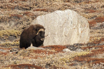 Moschusochse in der herbstlichen Tundra von Ostgrönland