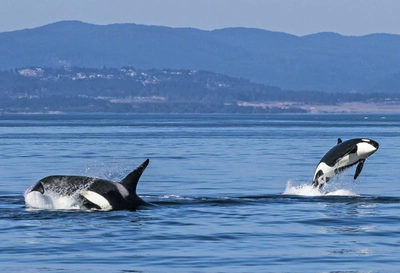 Orcas kann man gut auf Vancouver Island beobachten