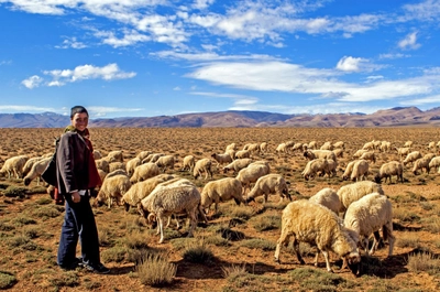 junger Berber mit Schafen