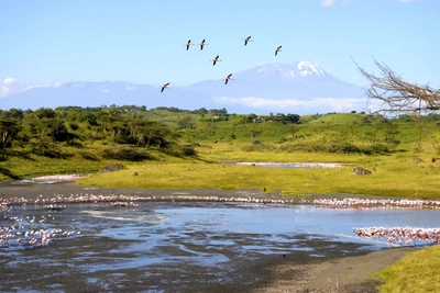 Flamingos im Großen Momella-See vor dem Kilimanjaro