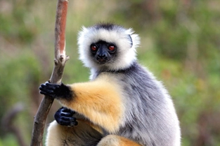 Tierwelt im Andasibe-Mantadia-Nationalpark