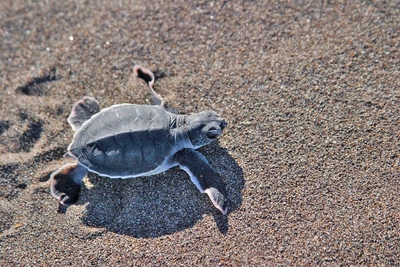 Hotel Manatus – Schildkrötenbaby am Strand