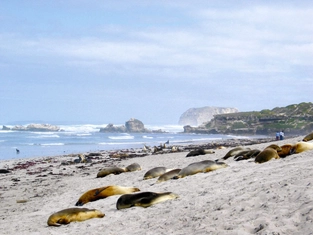Naracoorte – Victor Harbor – Kangaroo Island