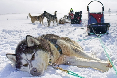 Eine Verschnaufpause braucht auch der schnellste Husky