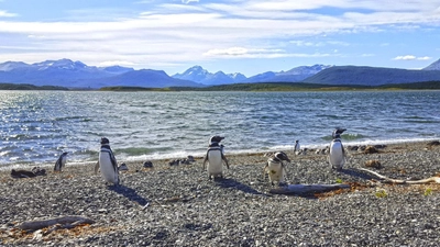 Neugierige Magellanpinguine