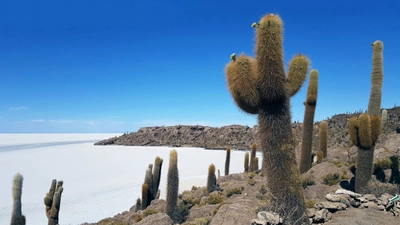 Kakteenbewachsene Insel Incahuasi im Salar de Uyuni