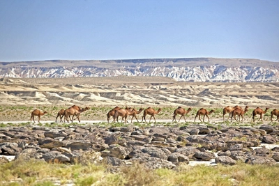 Kamelkarawane