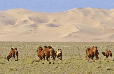 Kamel vor Sanddüne