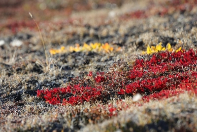 Herbstfarben bereits im August