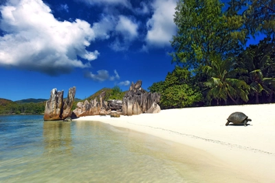 Riesenschildkröte auf Curieuse Island
