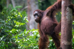 Erkundung des Tanjung-Puting-Nationalparks