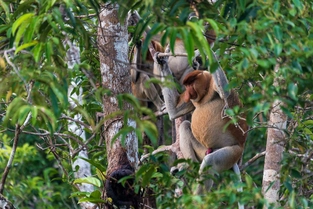 Tanjung-Puting-Nationalpark – Pangkalan Bun