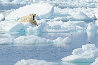 Eisbär im Packeis