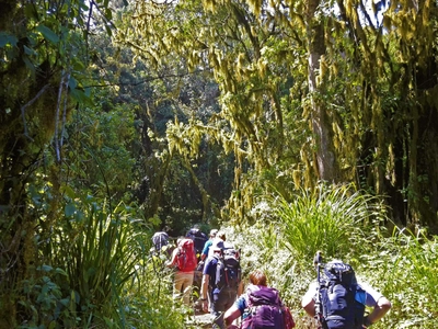 Üppige Vegetation im Regenwald entlang der Marangu-Route