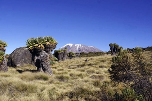 Shira Plateau, Shira Camp II