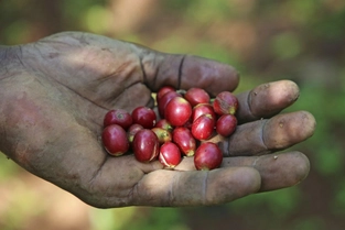 Kaffeeanbau – Land der Borana – Konso