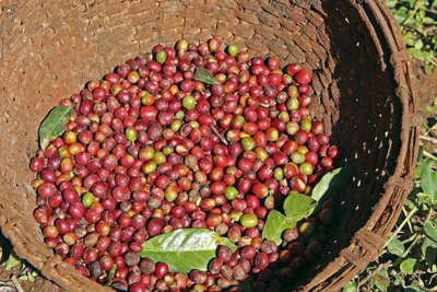 Kaffeeernte bei Yirga Alem