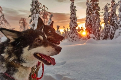 Huskys im Winterzauber