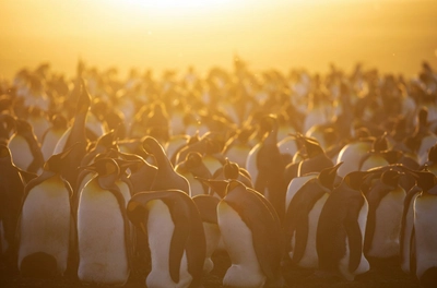 Sonneuntergangsstimmung in der Pinguin-Kolonie